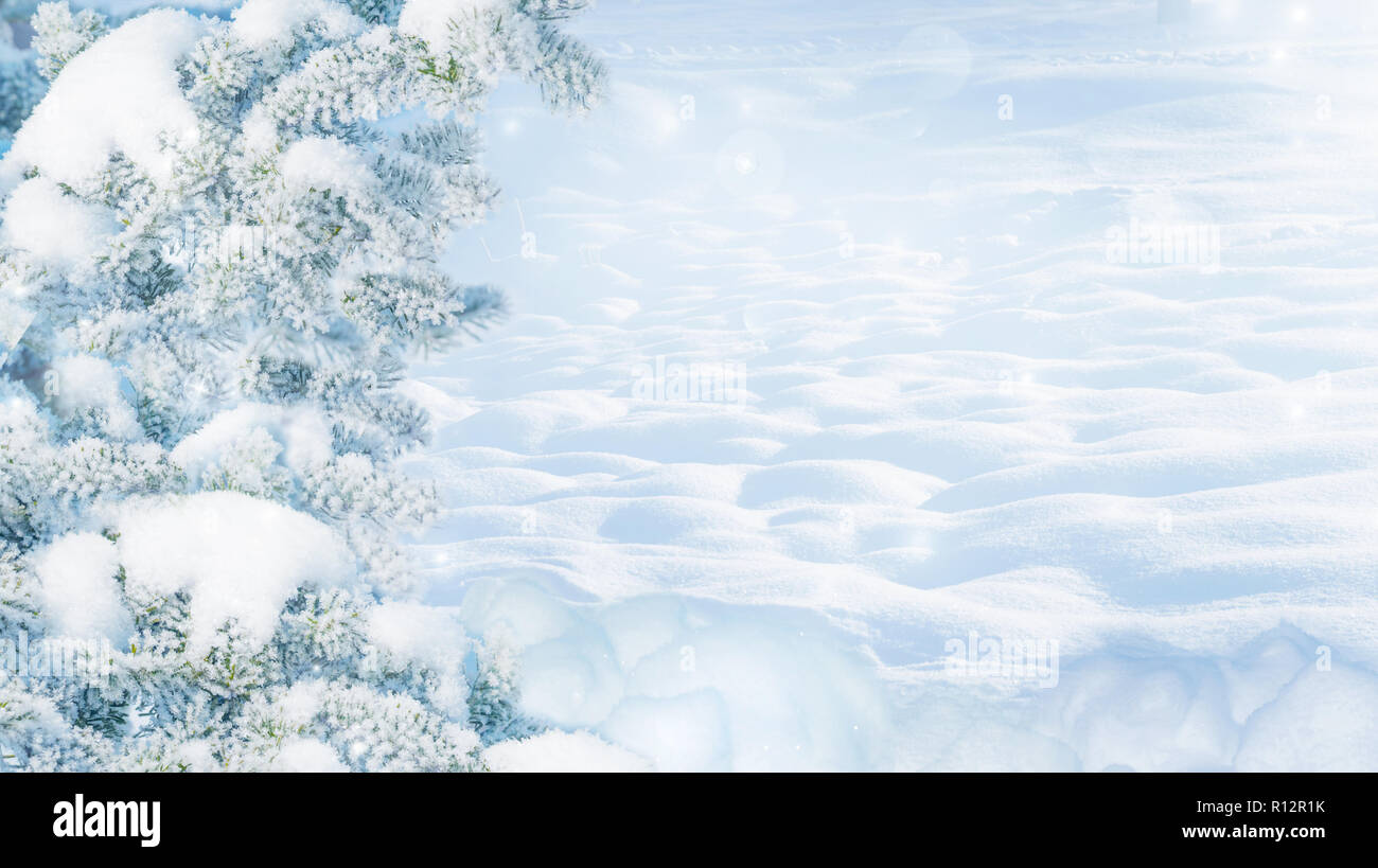 Winter Christmas scenic landscape on frosty sunny day with fir-trees covered with white snow close-up and snowdrifts. Snowy backdrop in forest on natu Stock Photo