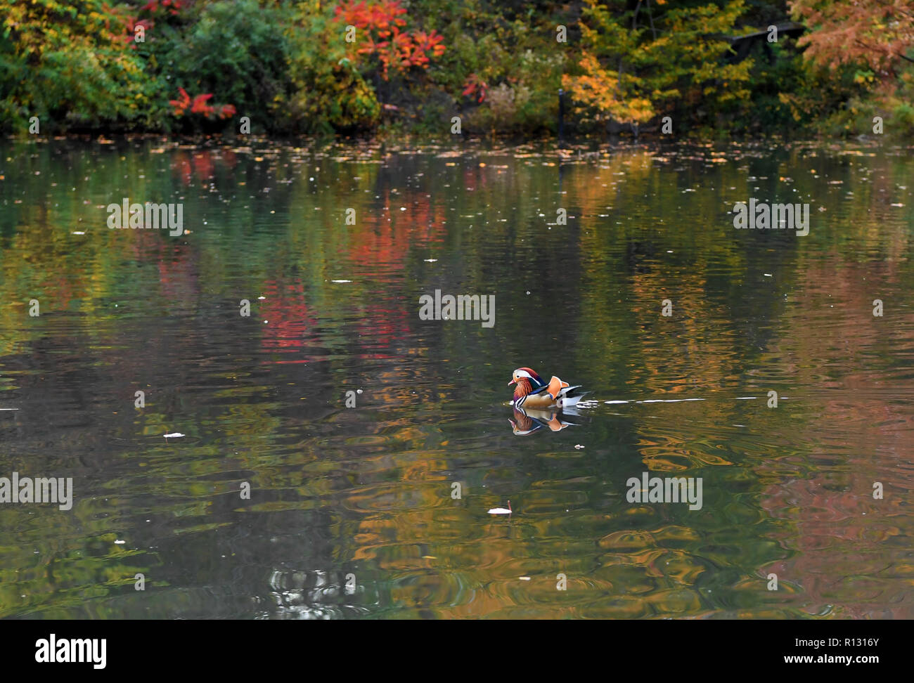 New York, USA. 8th Nov, 2018. A Mandarin duck paddles on a pond at the Central Park in New York, the United States, on Nov. 8, 2018. Mandarin ducks are native to East Asia and renowned for their dazzling multicolored feathers. This rare Mandarin duck, first spotted in early October, has become a new star at the Central Park, one of New York City's most-visited attractions. Credit: Li Rui/Xinhua/Alamy Live News Stock Photo
