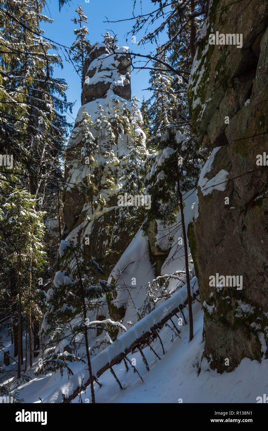 Sunny winter day snow covered stony boulder rock view in dark wild fir ...