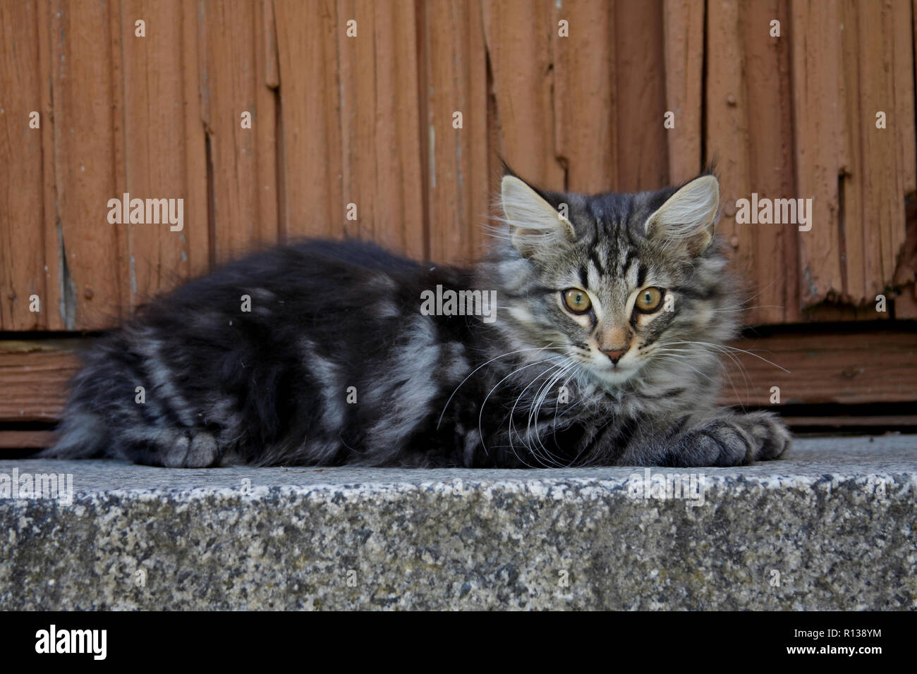 Cute Norwegian Forest Cat Kitten Resting In Front Of A Door