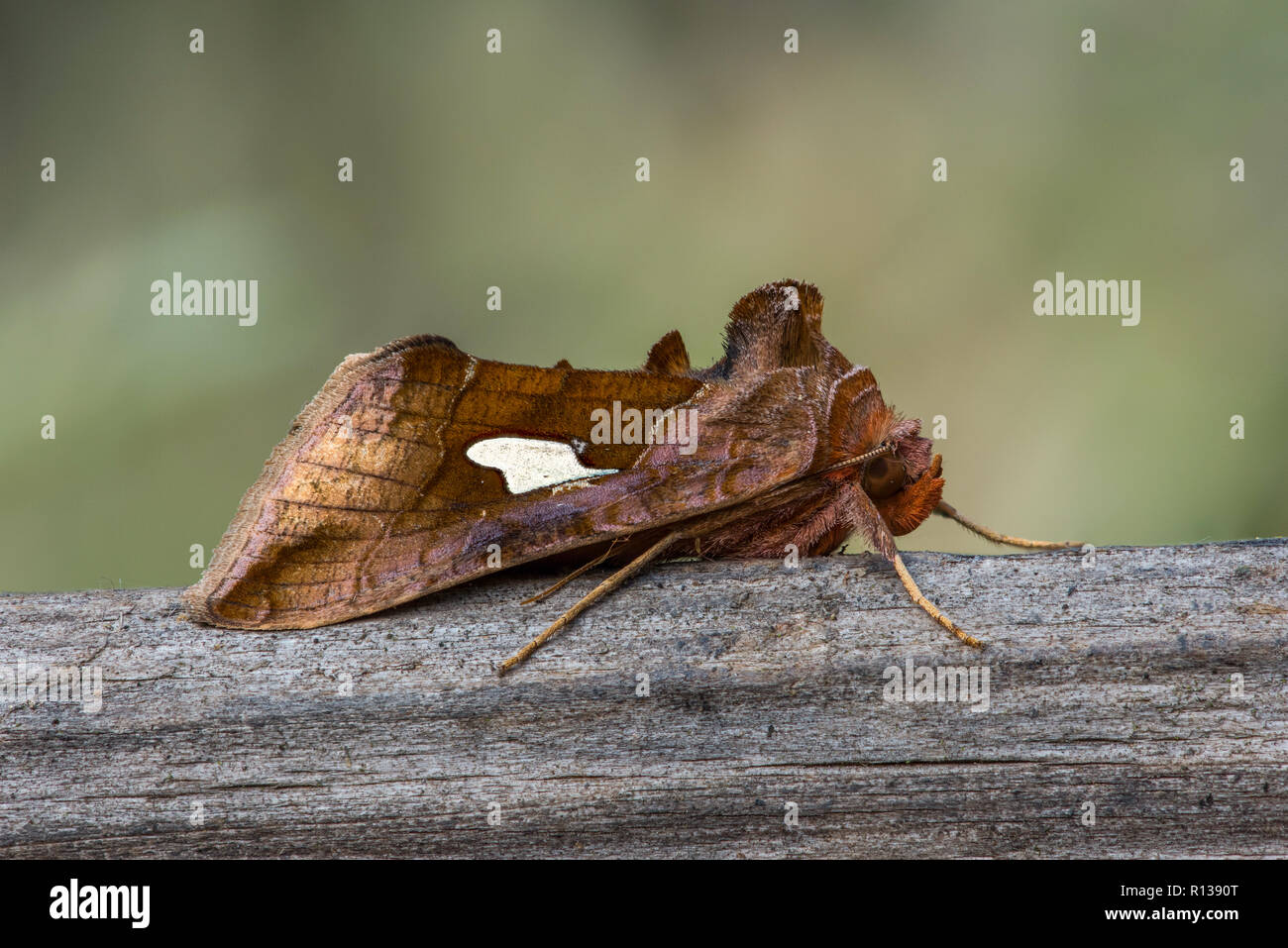 Resting Gold Spangle moth (Autographa bractea) in the Peak District, UK Stock Photo