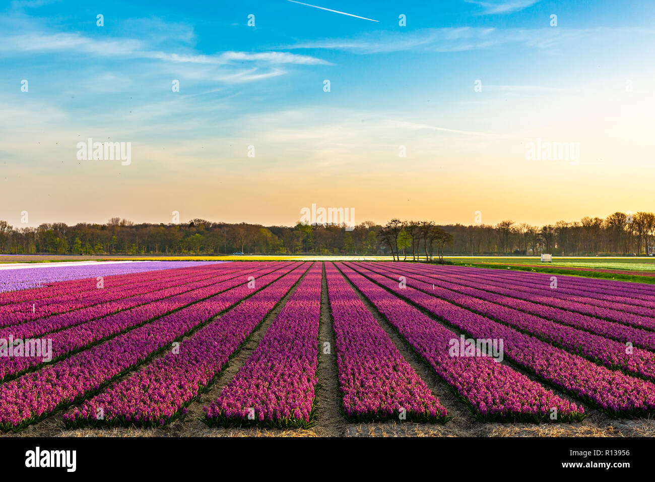 Colorful field of purple daffodil flowers during sunset in Springtime  season Stock Photo - Alamy