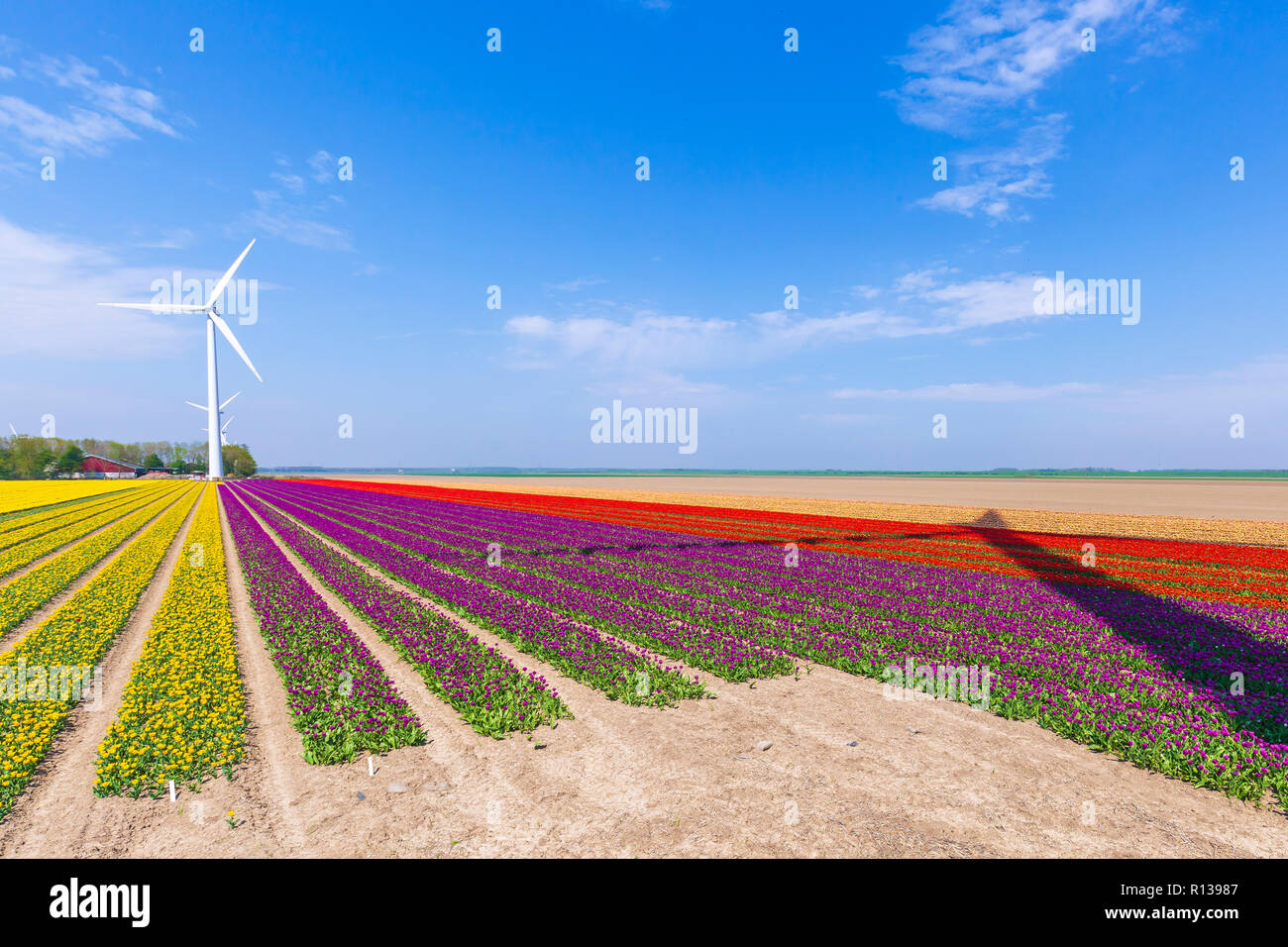 Colorful yellow Dutch tulips in a flower field and a windmill in ...