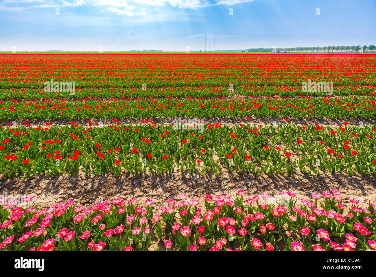 Colorful Dutch pink tulips blooming in a flower field and a windmill in ...