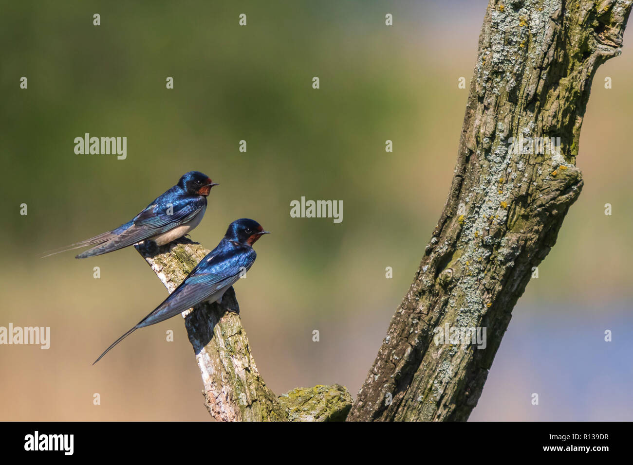 BBarn Swallow bird (Hirundo rustica) perched on a wooden log during Springtime. A large group of these barn swallows foraging and hunts insects and ta Stock Photo