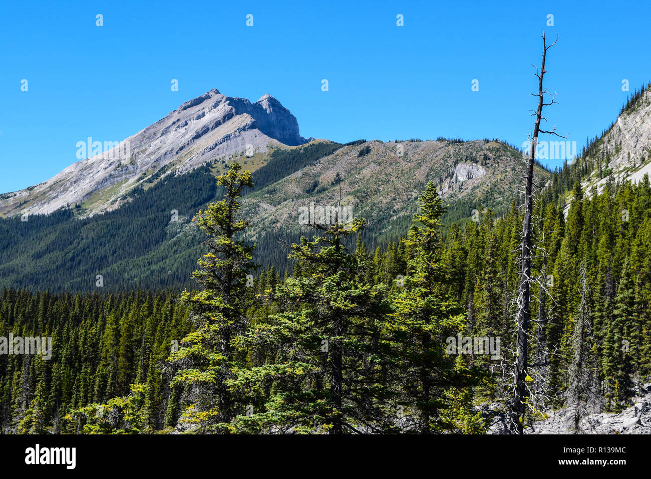 summer scenery on one of the many hiking trails in Kananaskis country
