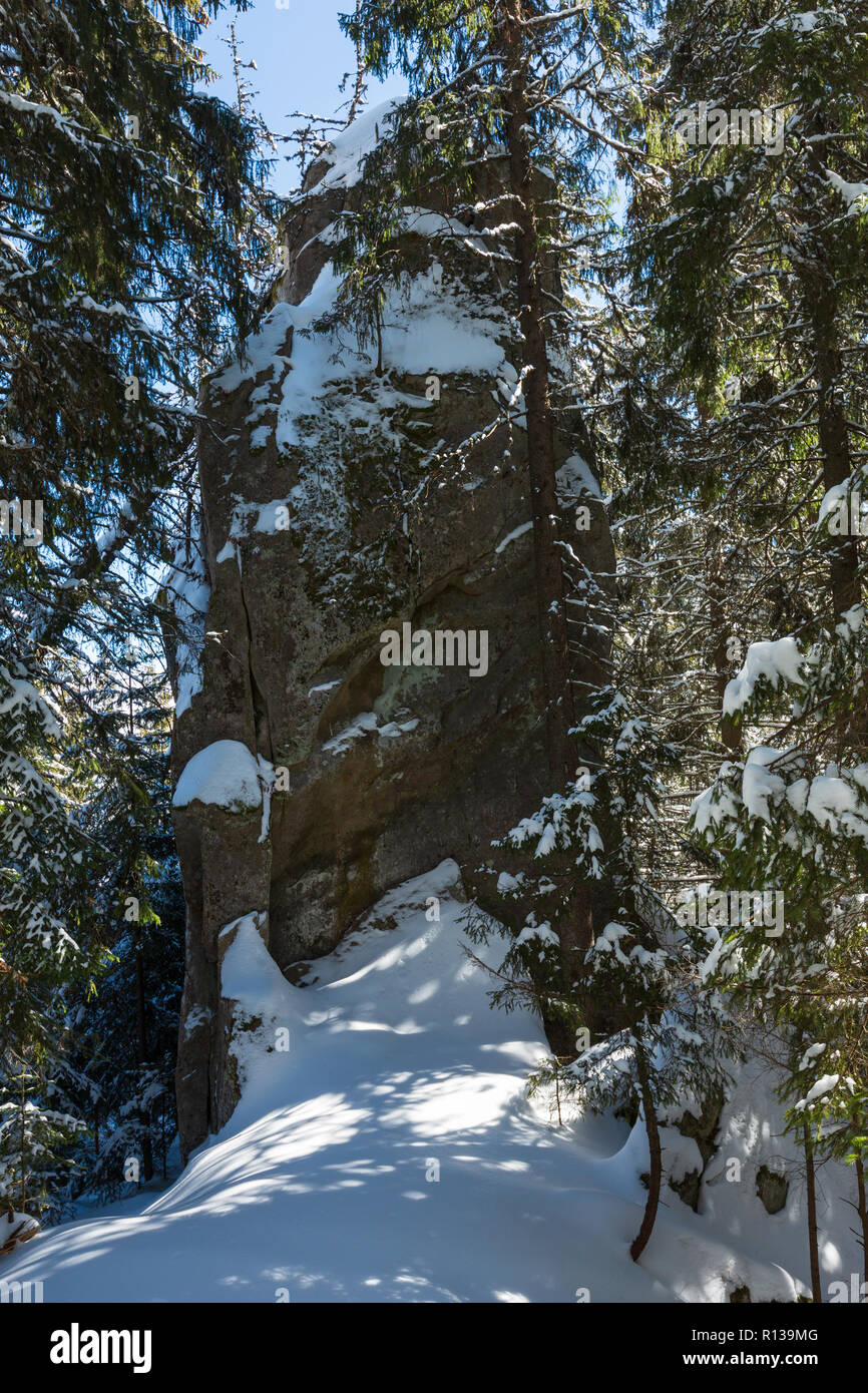 Sunny winter day snow covered stony boulder rock view in wild fir ...