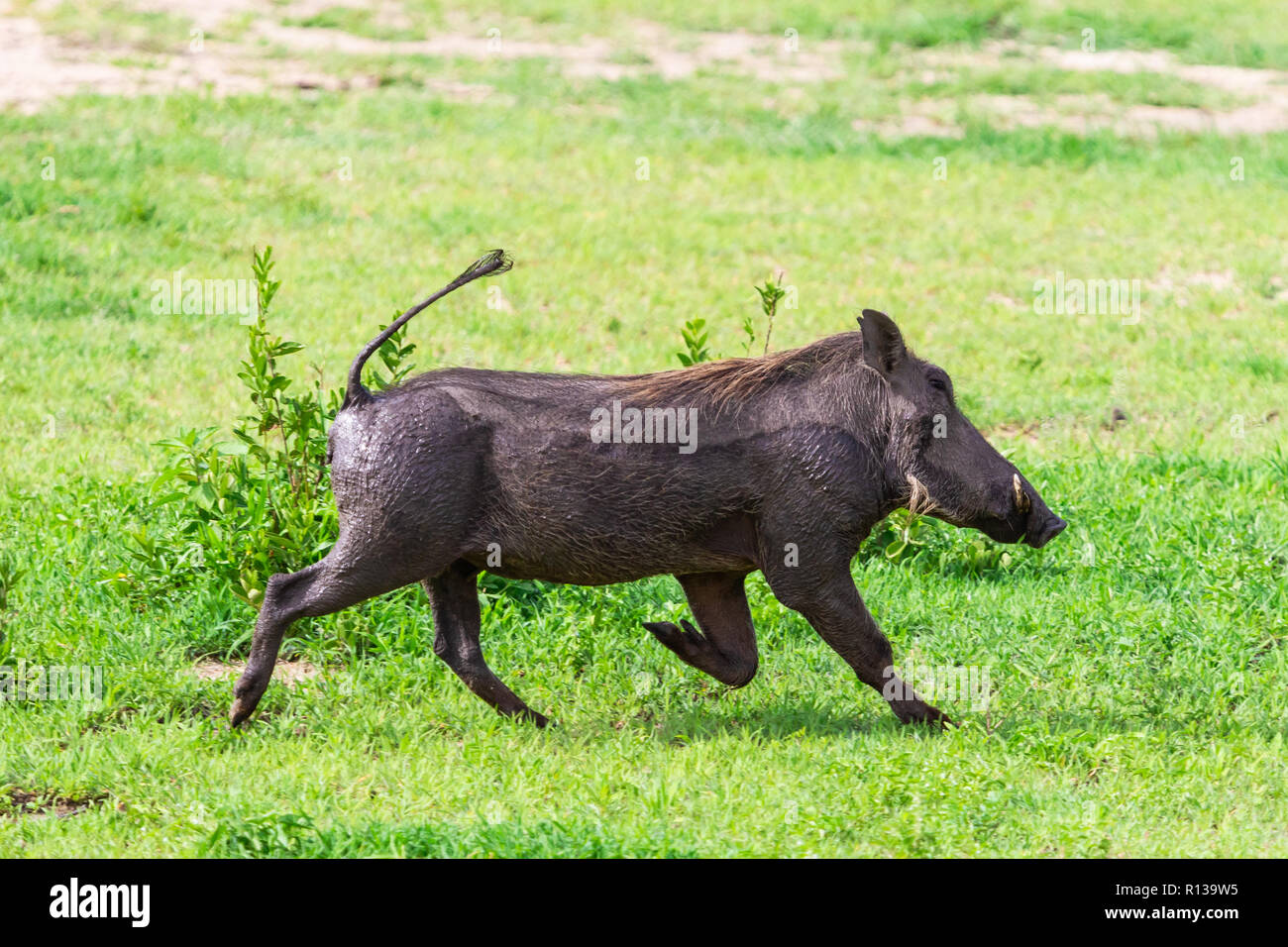 Warthogs running hi-res stock photography and images - Alamy