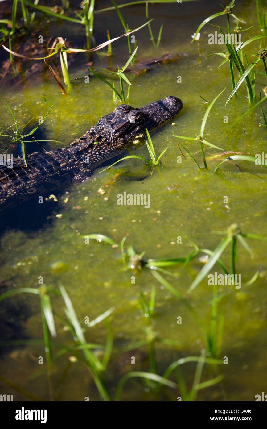 Young alligator hiding in shallow, murky, greenish water Stock Photo - Alamy
