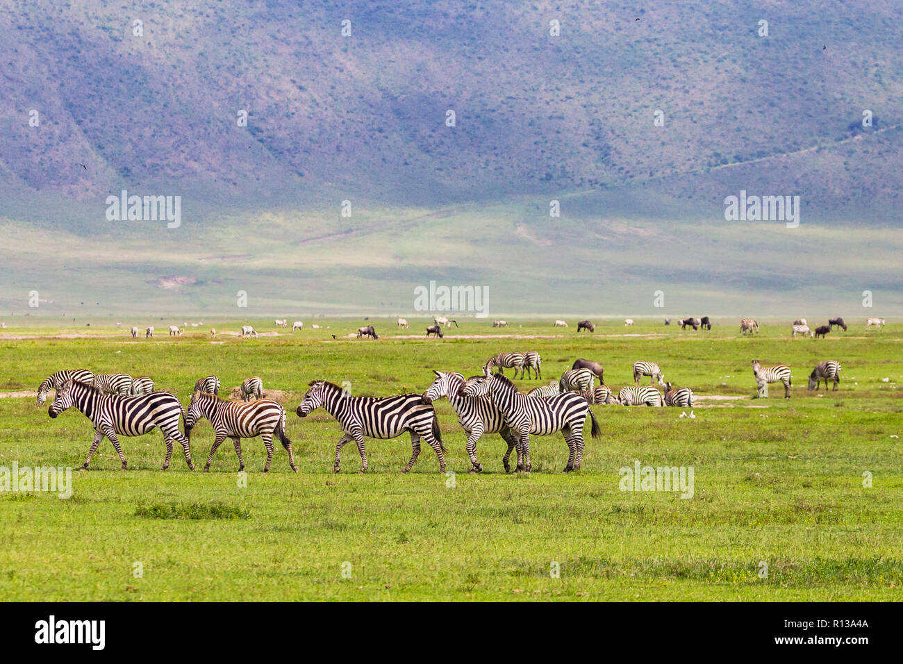 Wild zebra at Ngorongro Crater Conservation area. Tanzania. Stock Photo