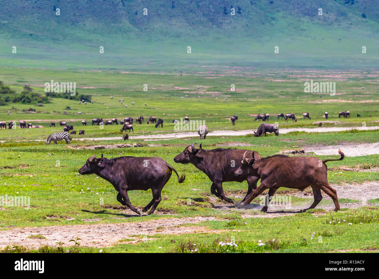 Buffalo at Ngorongro Crater conservation area. Tanzania. Stock Photo