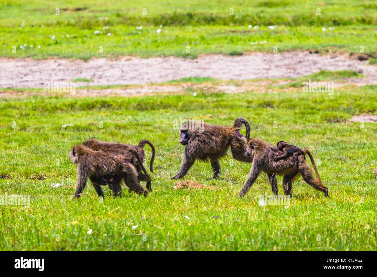 NGORONGORO CONSERVATION AREA CRATER visual data 8