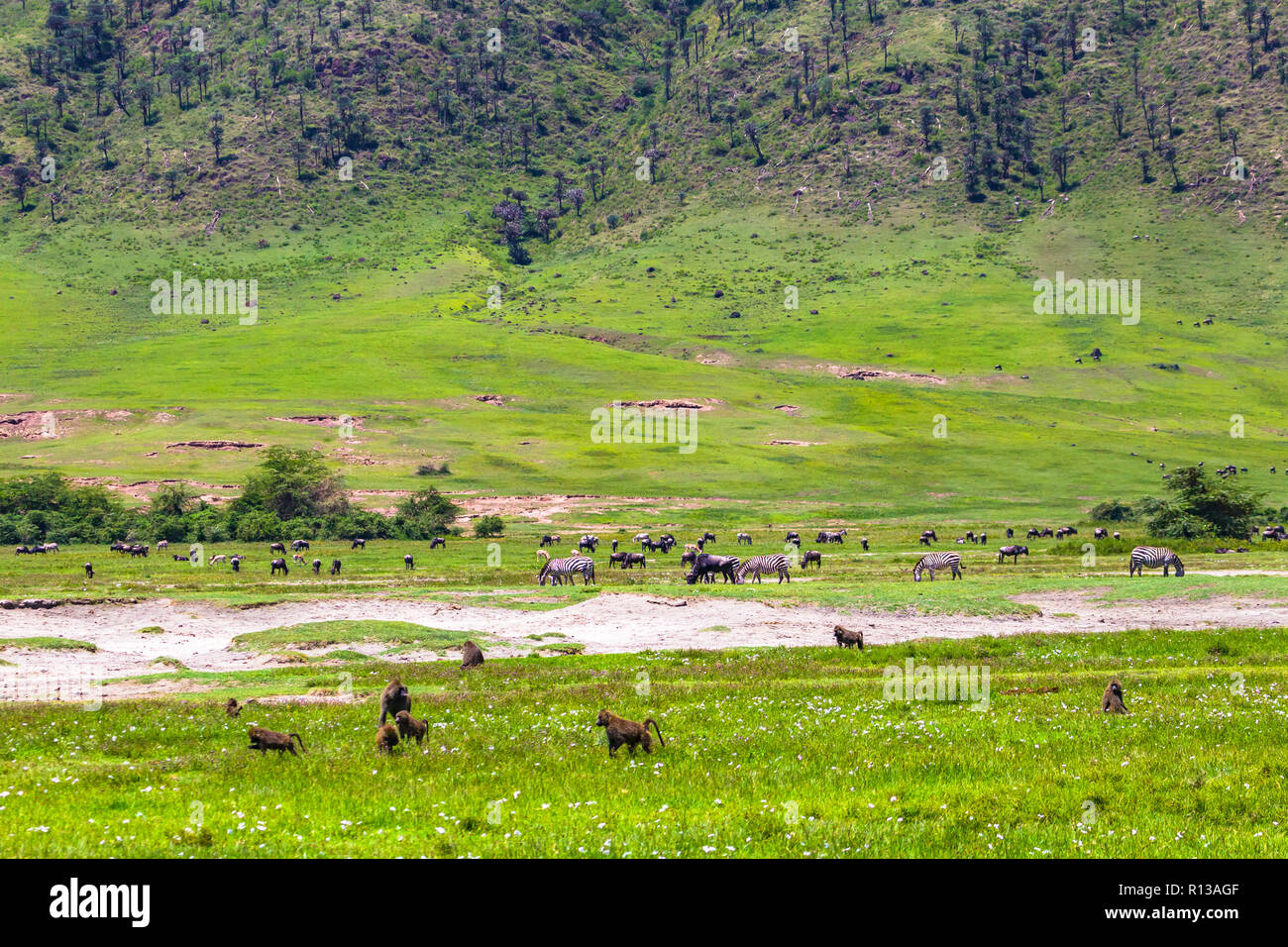 NGORONGORO CONSERVATION AREA CRATER visual data 7