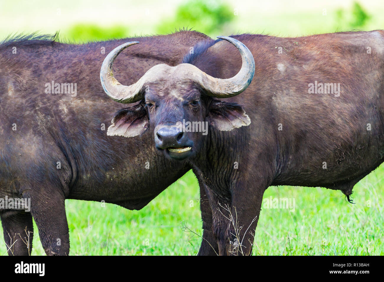 Buffalo at Ngorongro Crater conservation area. Tanzania. Stock Photo