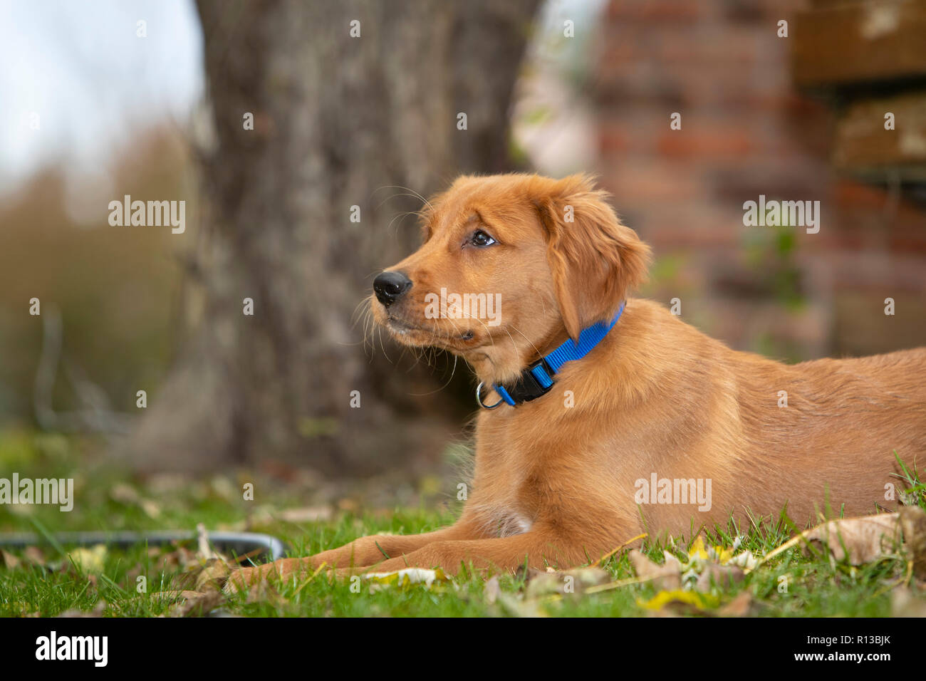 A relaxed golden retriever dog looking upward Stock Photo - Alamy