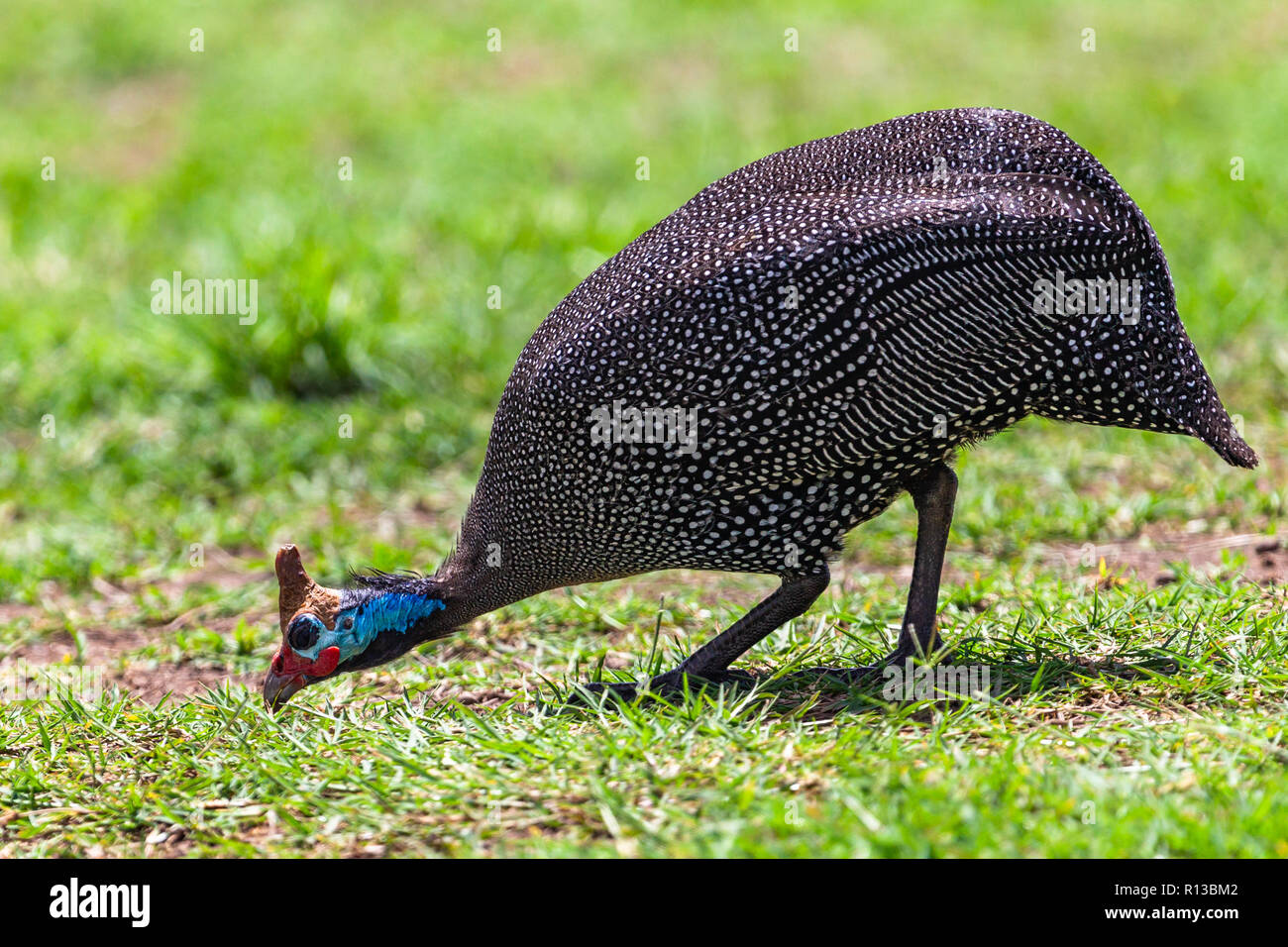 Helmeted guineafowl. Ngorongoro Crater Conservation Area. Tanzania. Stock Photo