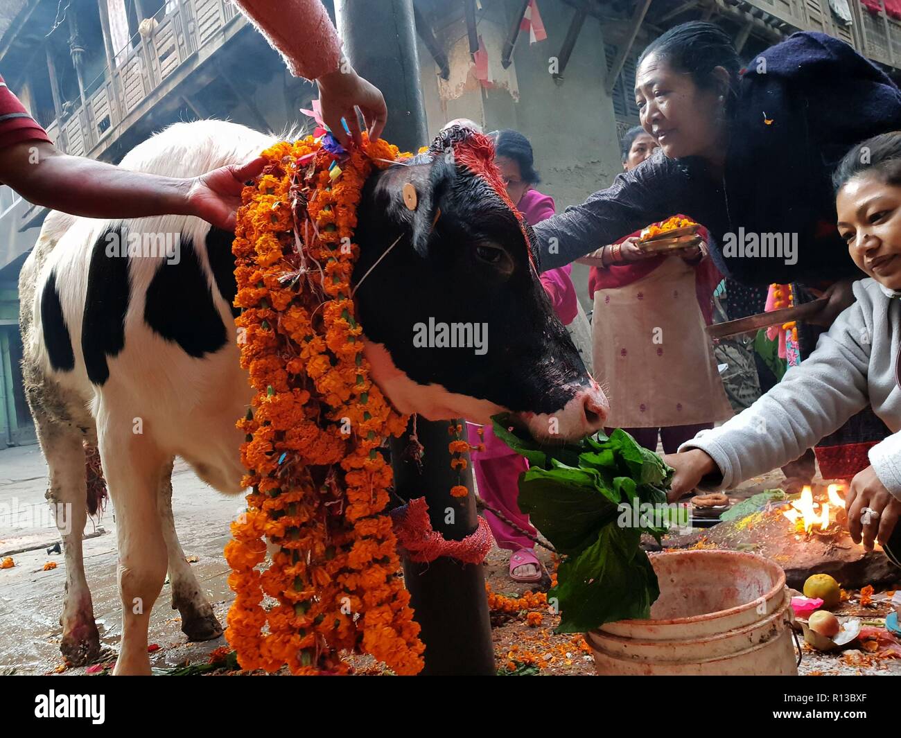 Kathmandu, Nepal. 07th Nov, 2018. People worship cow on a religious ceremony during Tihar festival. Tihar festival is the festival of lights and flowers even known as Deepawali, is dedicated to various religious animals like crow, cow and dog, showing a bonding with relations with humans. Credit: Archana Shrestha/Pacific Press/Alamy Live News Stock Photo