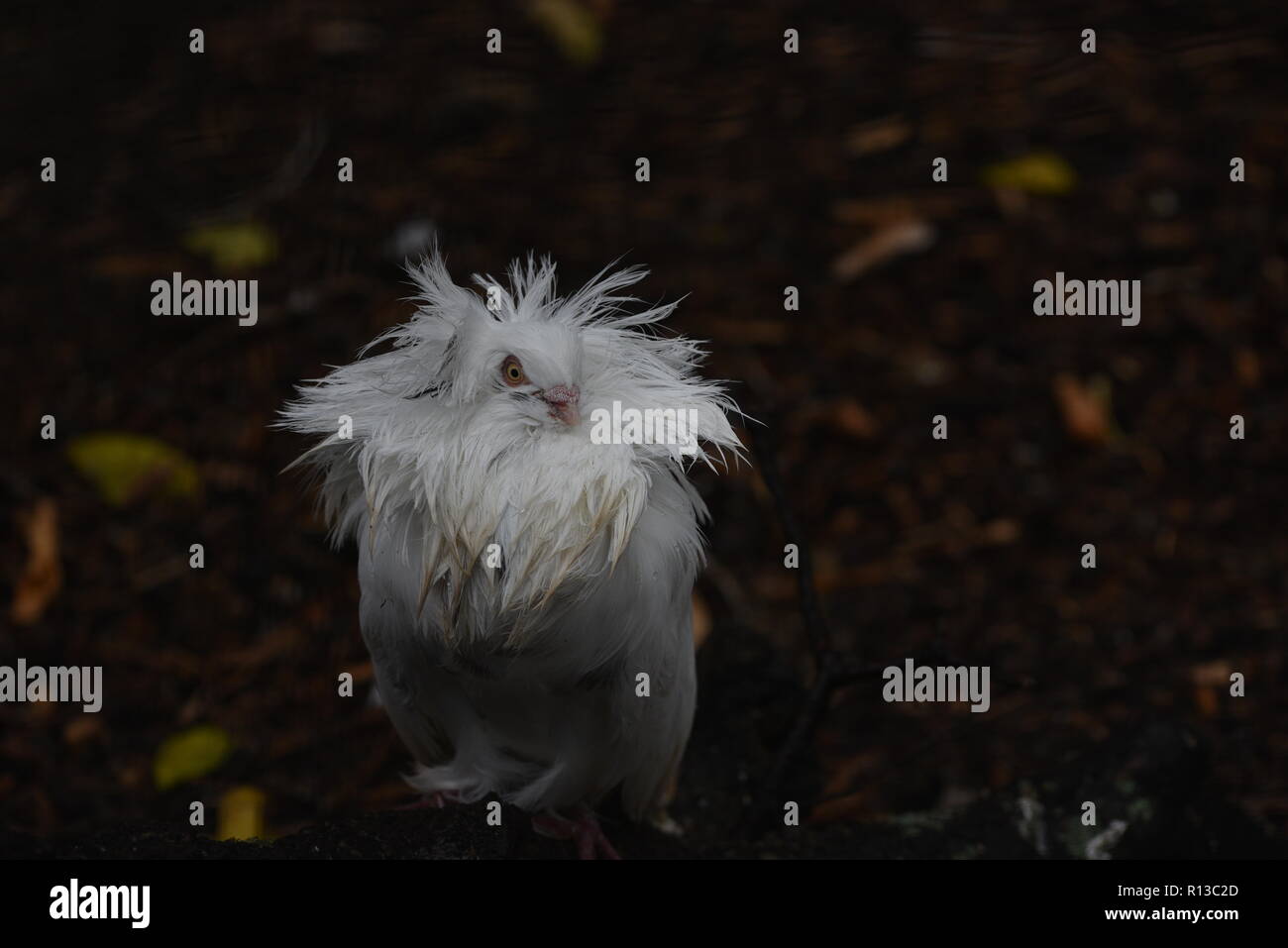Madrid, Spain. 07th Nov, 2018. A Jacobin pigeon, soaked by rain, pictured at Madrid zoo. AEMET, the Spain's State Meteorological Agency, has put 15 provinces on alert for heavy rain, snowfall, rough seas and strong winds of up to 110 km/hr, due to a low pressure storm named 'Beatriz'. Credit: Jorge Sanz/Pacific Press/Alamy Live News Stock Photo