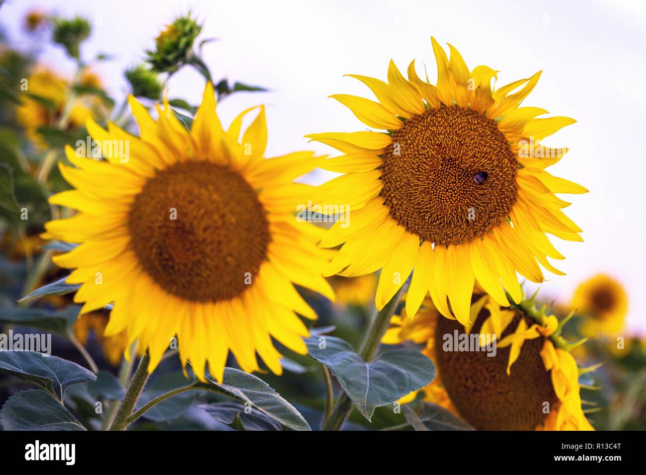 sunflowers at the field on the sunset Stock Photo - Alamy