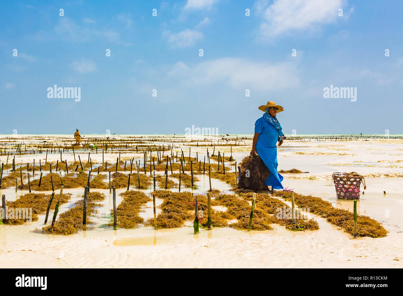 Jambiani, Zanzibar, Tanzania - January 19, 2018: Woman harvesting sea weed on a sea plantation in traditional dress. Stock Photo