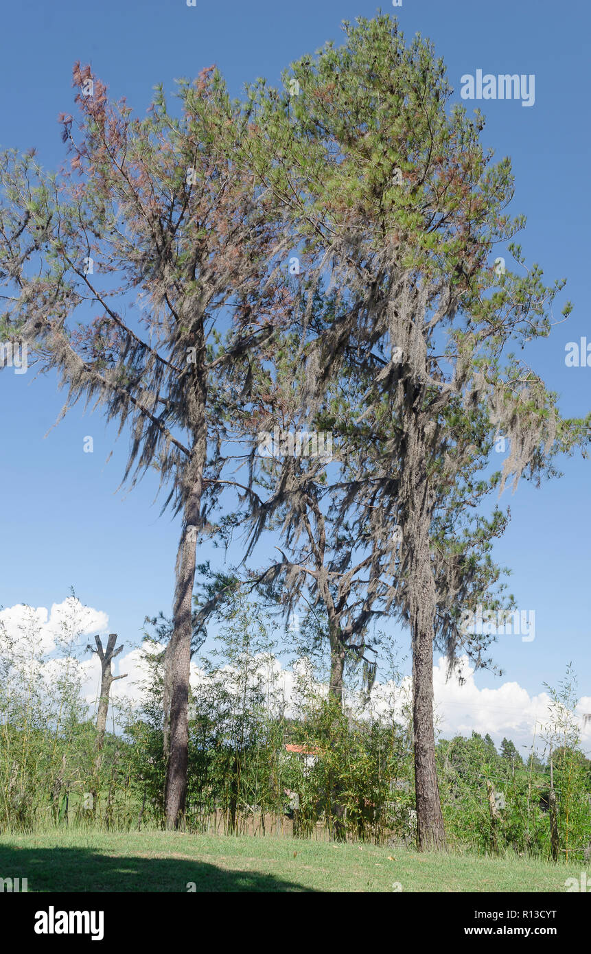 Pinus occidentalis, or Hispaniolan pine, is a pine endemic to the island of Hispaniola, where it is the predominant species in the Hispaniolan pine Stock Photo