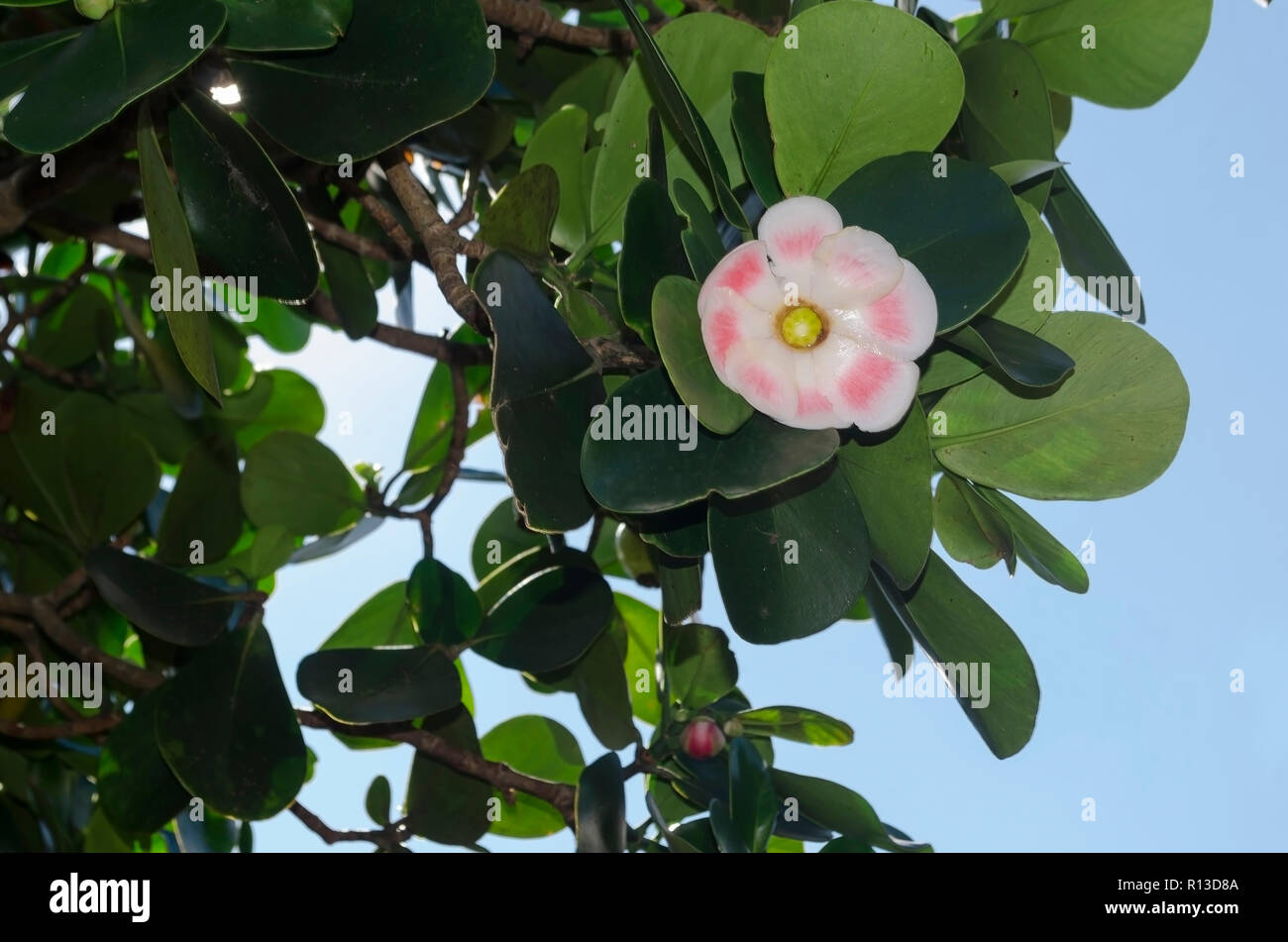 Clusia rosea, the autograph tree, copey, balsam apple, pitch-apple, and Scotch attorney, is a tropical and sub-tropical plant species in the genus Clu Stock Photo