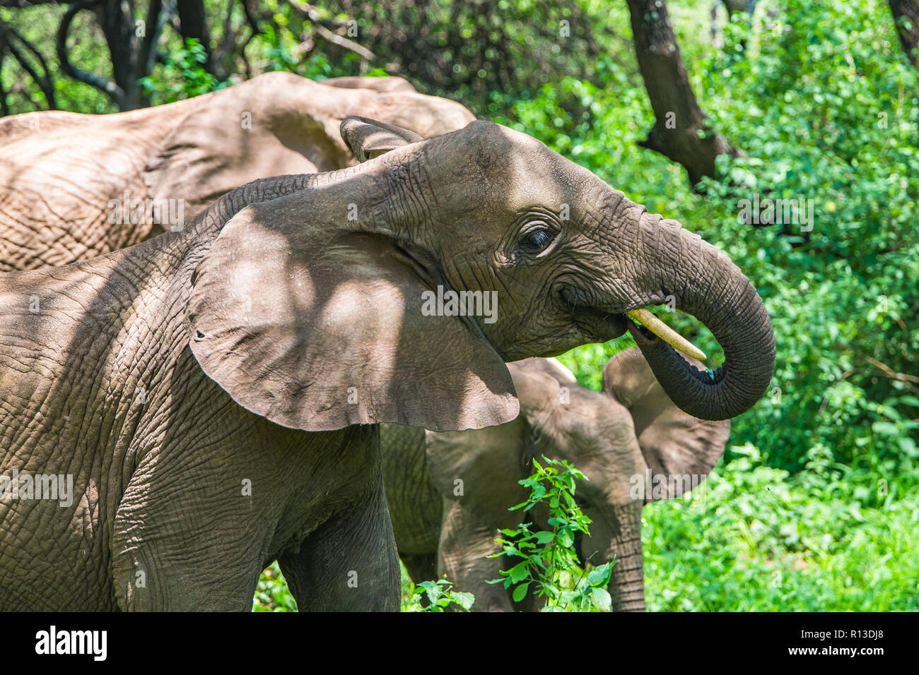 Wild elephant at Lake Manyara National Park. Tanzania. Stock Photo