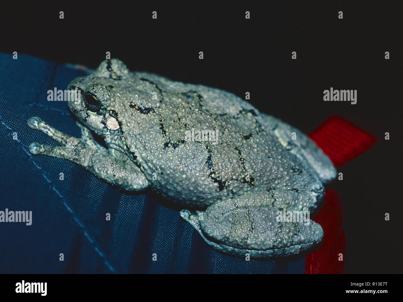 Gray tree frogs hires stock photography and images Alamy