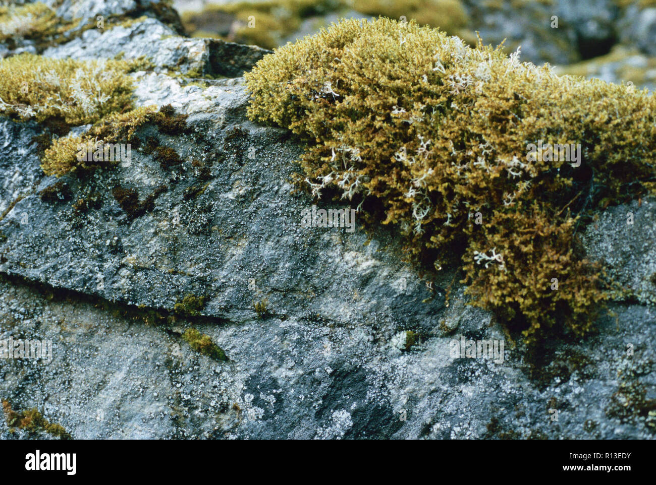 Broken foot moss,North Cascades National Park,Washington State Stock Photo