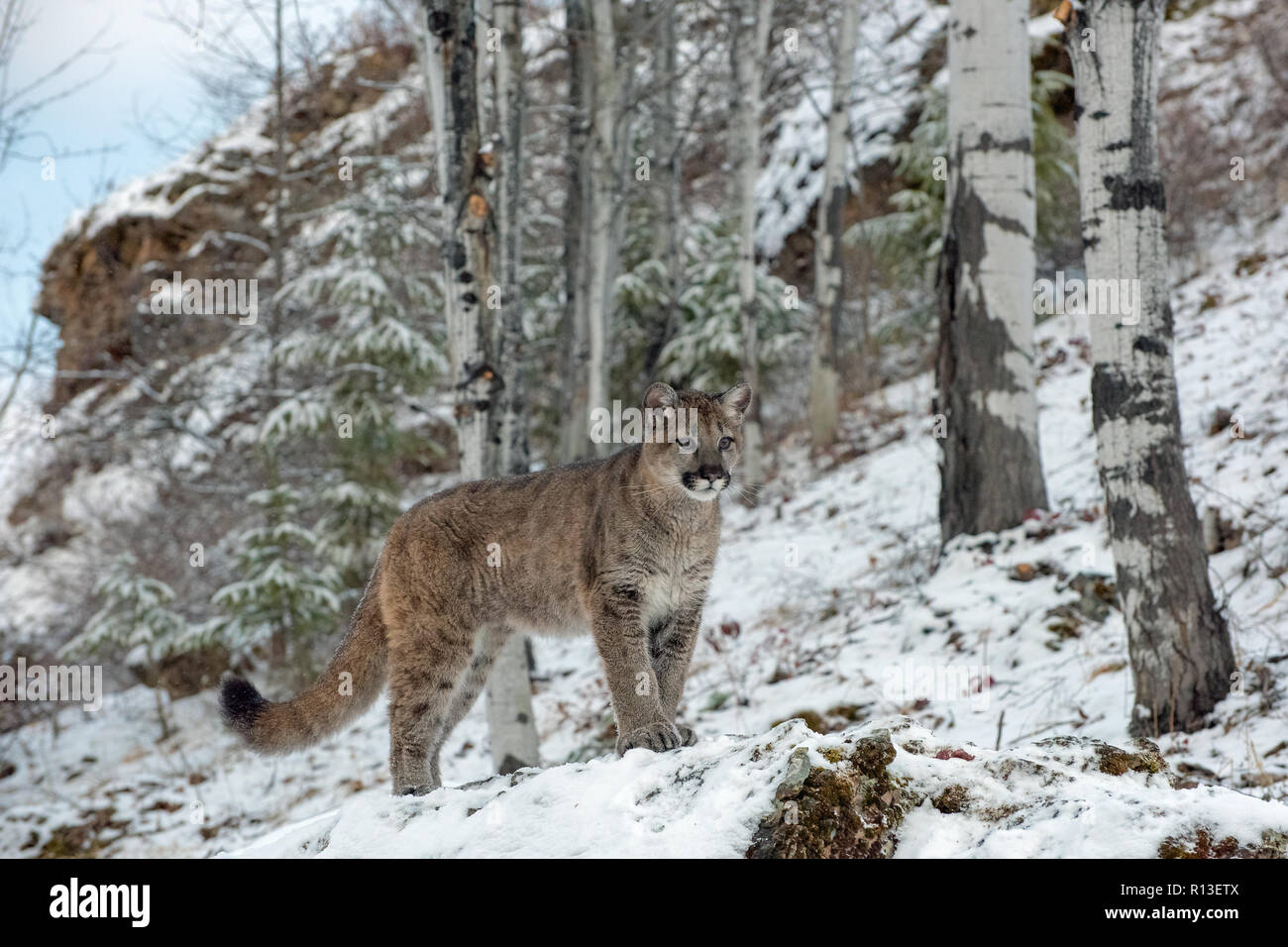 Mountain Lion Cub among Birch Trees in Winter 1 Stock Photo