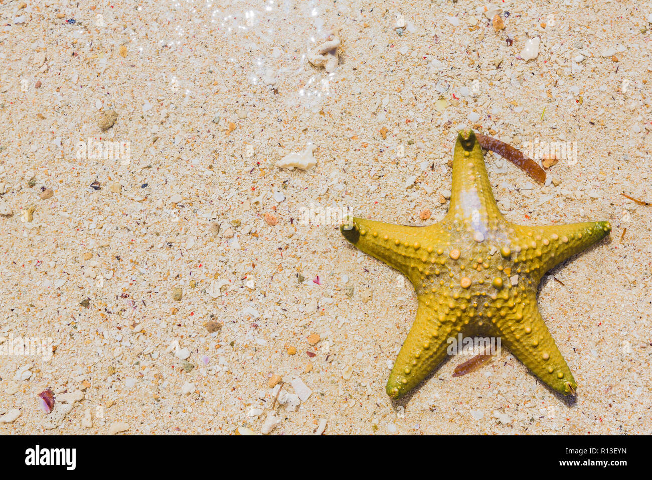 Yellow knobbed starfish. Zanzibar, Tanzania. Stock Photo