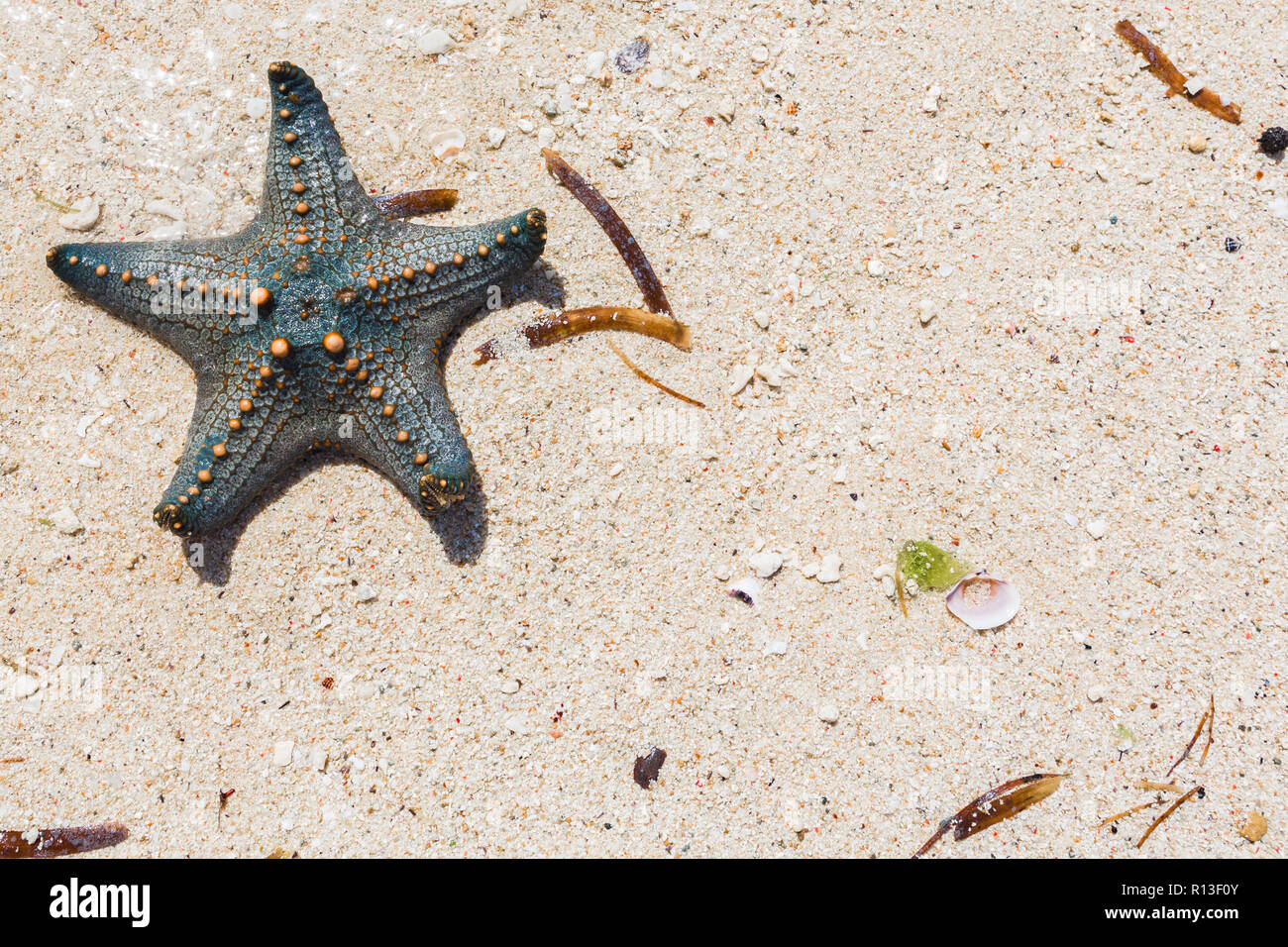 Yellow knobbed starfish. Zanzibar, Tanzania. Stock Photo