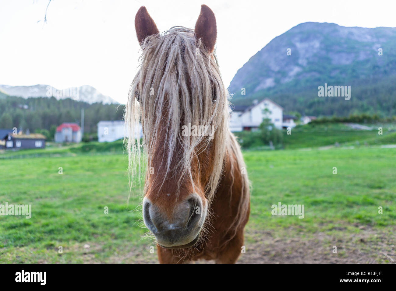 Funny looking horse with long hair. Stock Photo