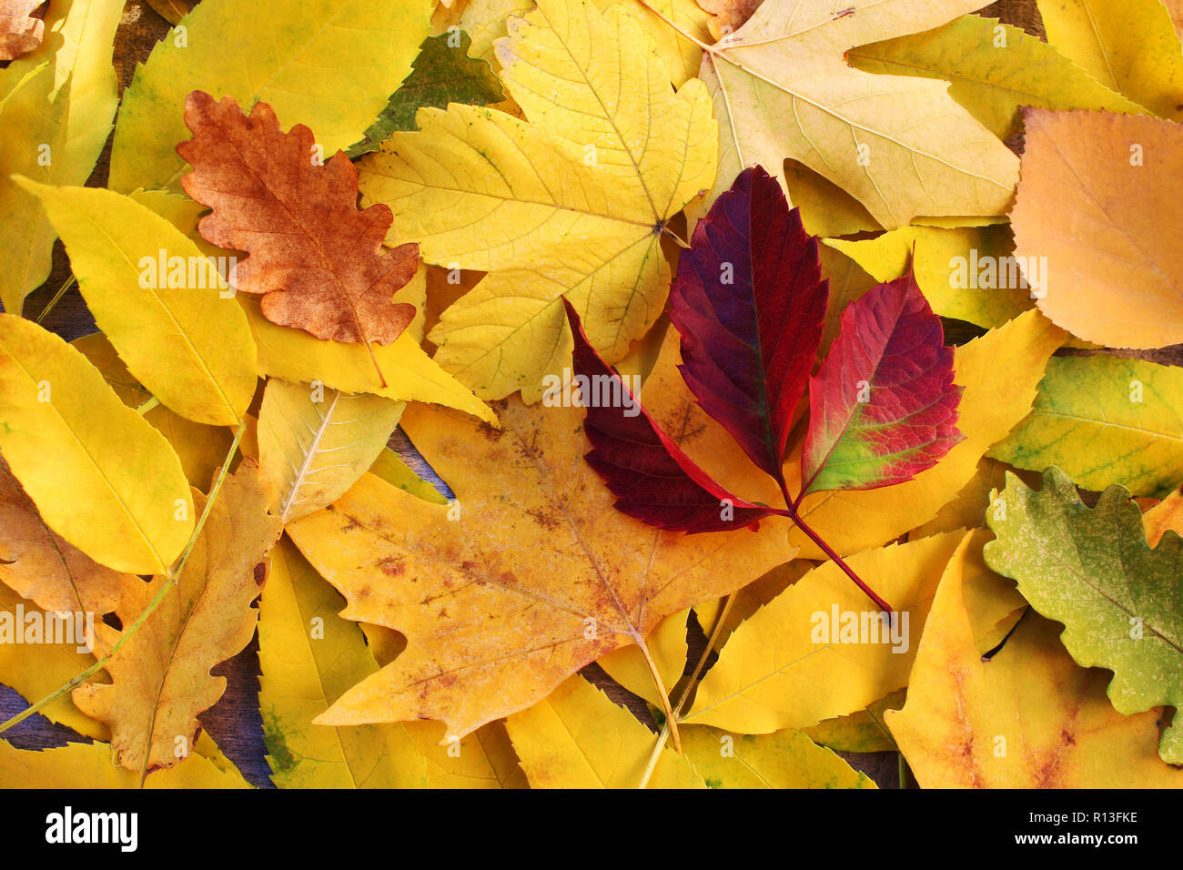 Background of yellow and red leaves. Autumn. Stock Photo