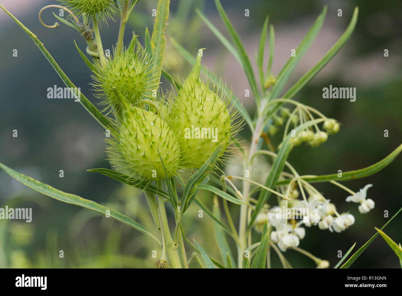 Bristle-fruited Silkweed (Gomphocarpus fruticosus) (syn. Asclepias fruticosa), fruits and flowers Stock Photo