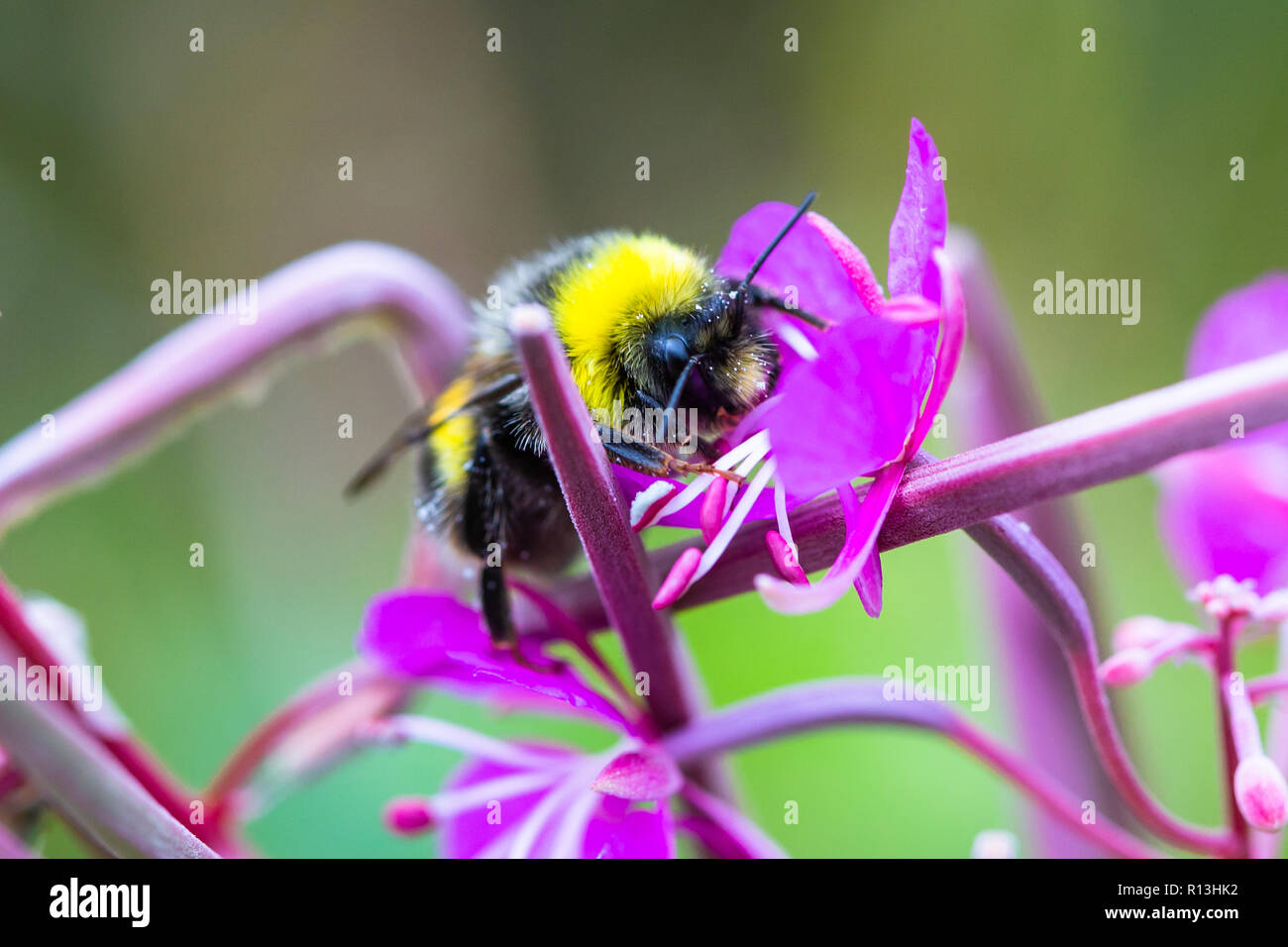 Bumble bee on flower. Stock Photo