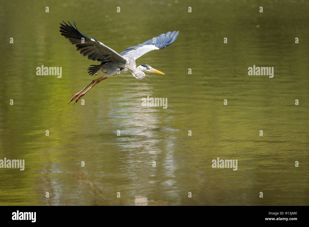 Grey Heron in flight in Singapore Stock Photo