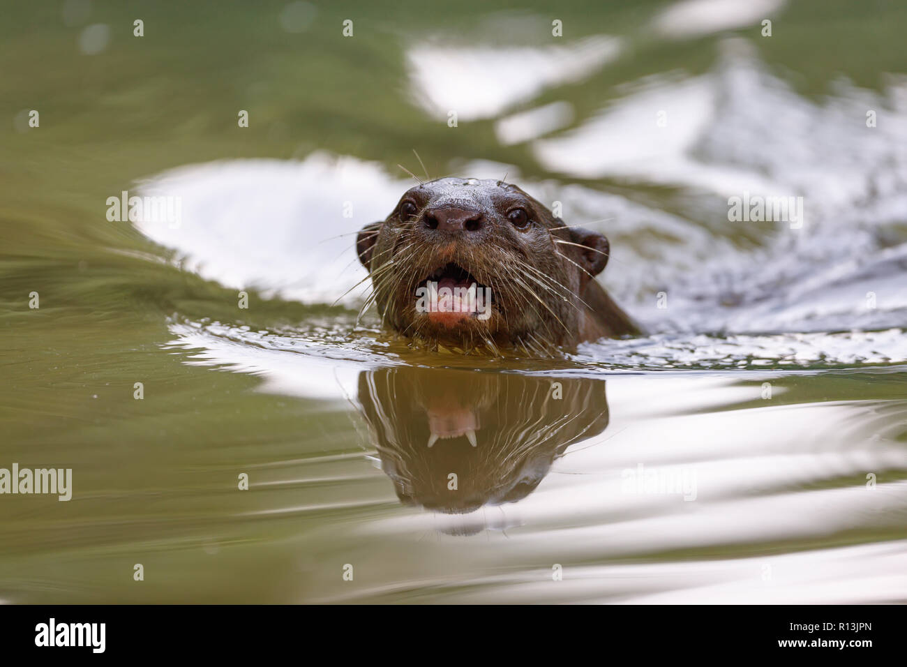 Smooth Coated Otter hunting in Singapore Botanic Gardens Stock Photo