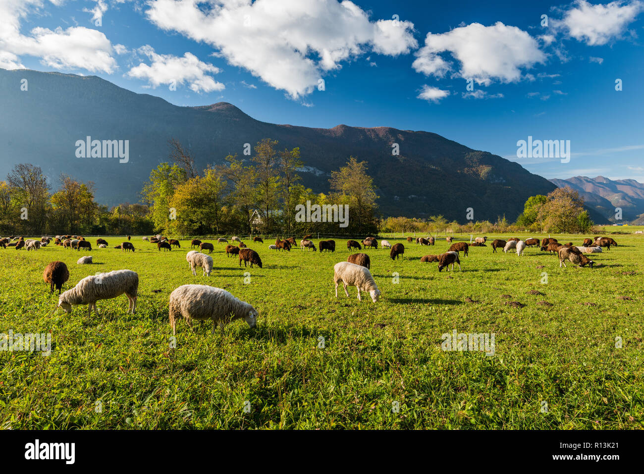 Sheep grazing on green pasture in mountains Stock Photo - Alamy