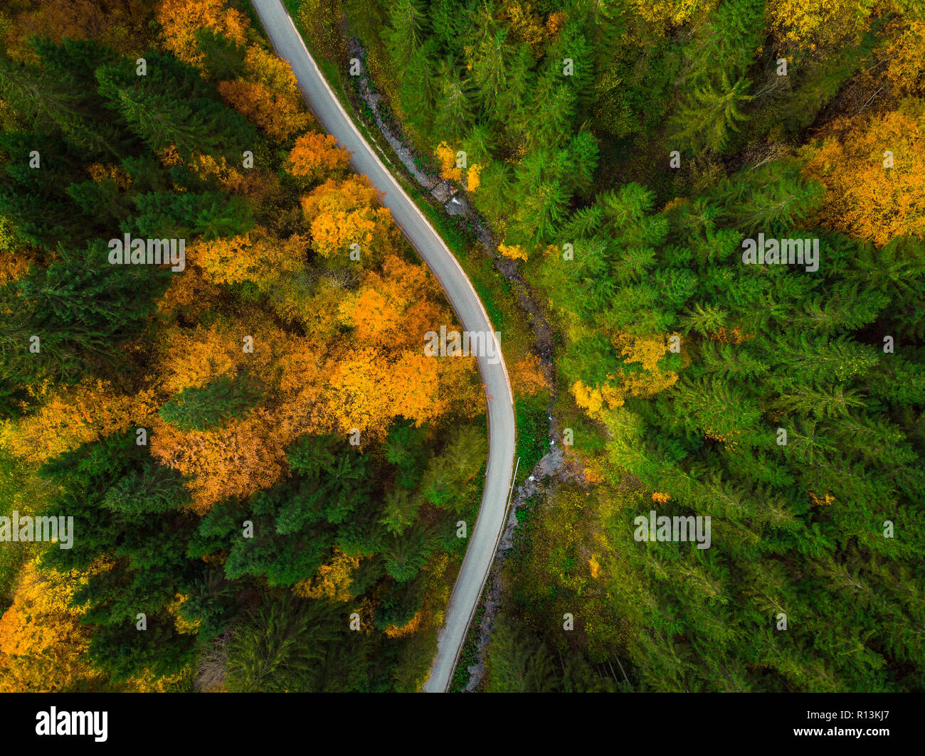 Top down drone view on winding road trough autumn forest. Stock Photo