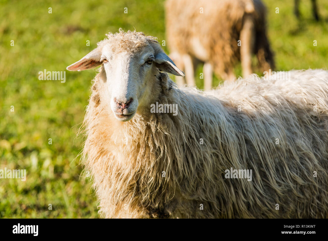 Sheep portrait, close up view. Stock Photo