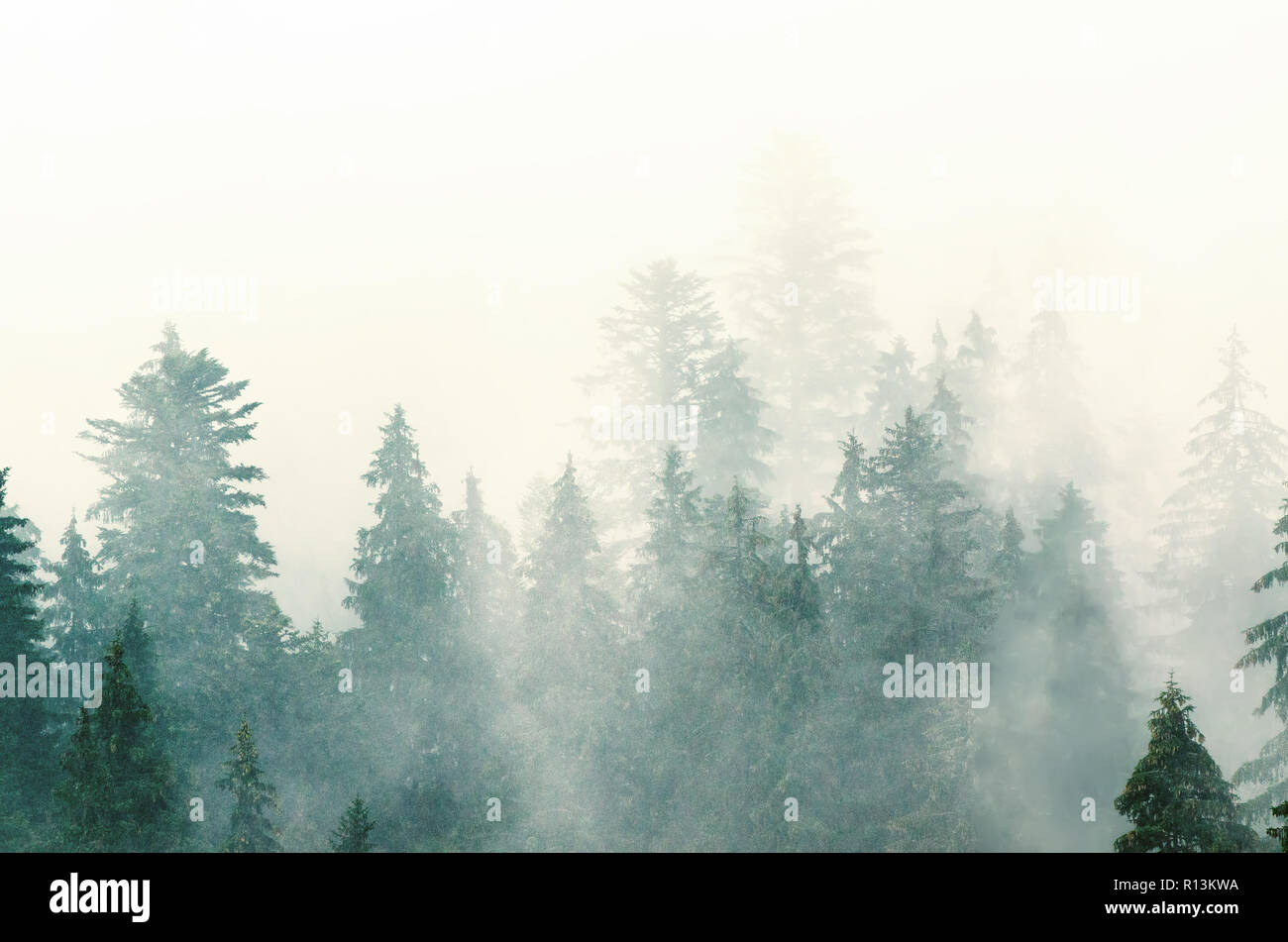 Misty foggy mountain landscape with fir forest in hipster vintage retro ...