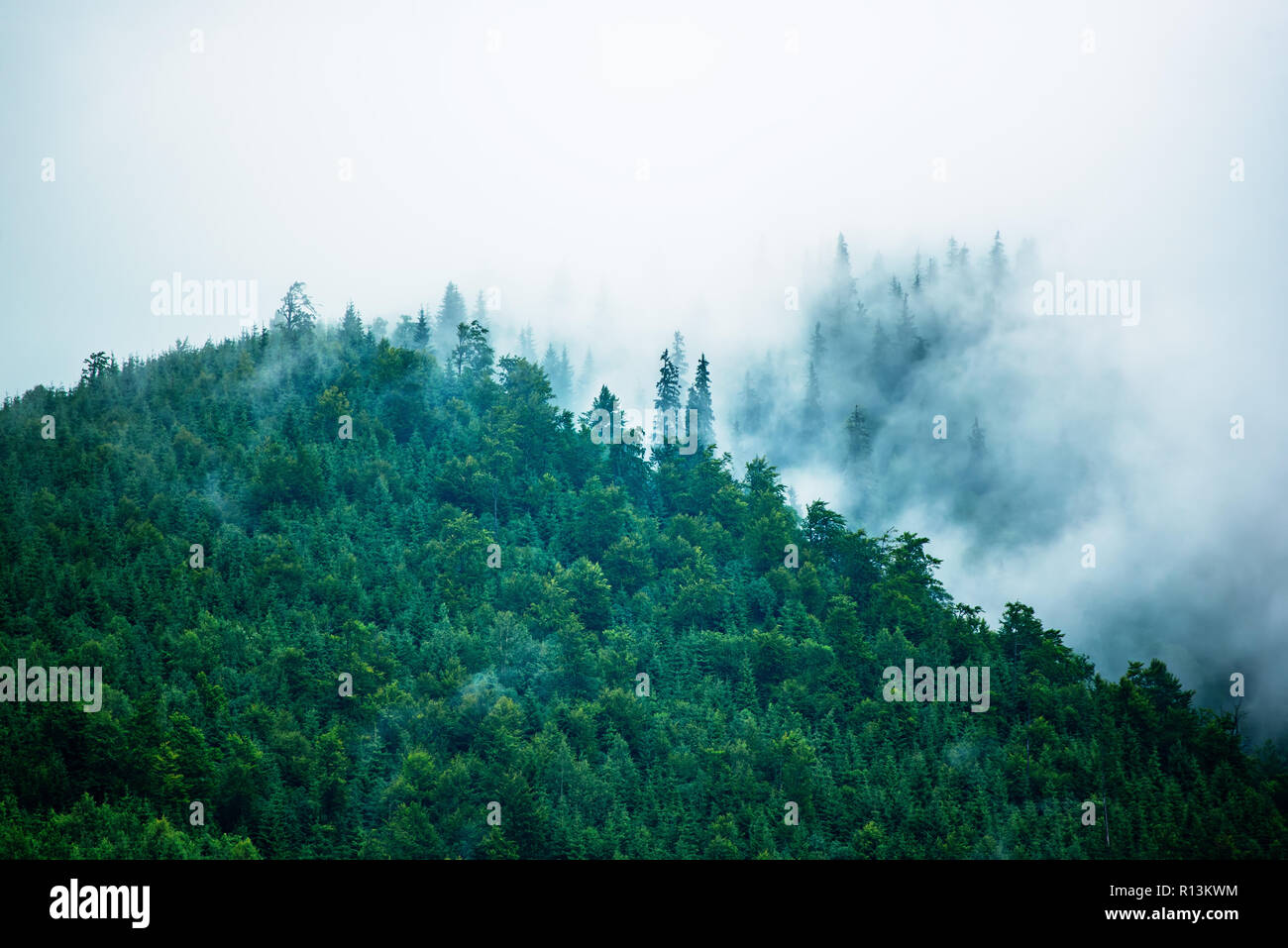 Misty foggy mountain landscape with fir forest in hipster vintage retro ...