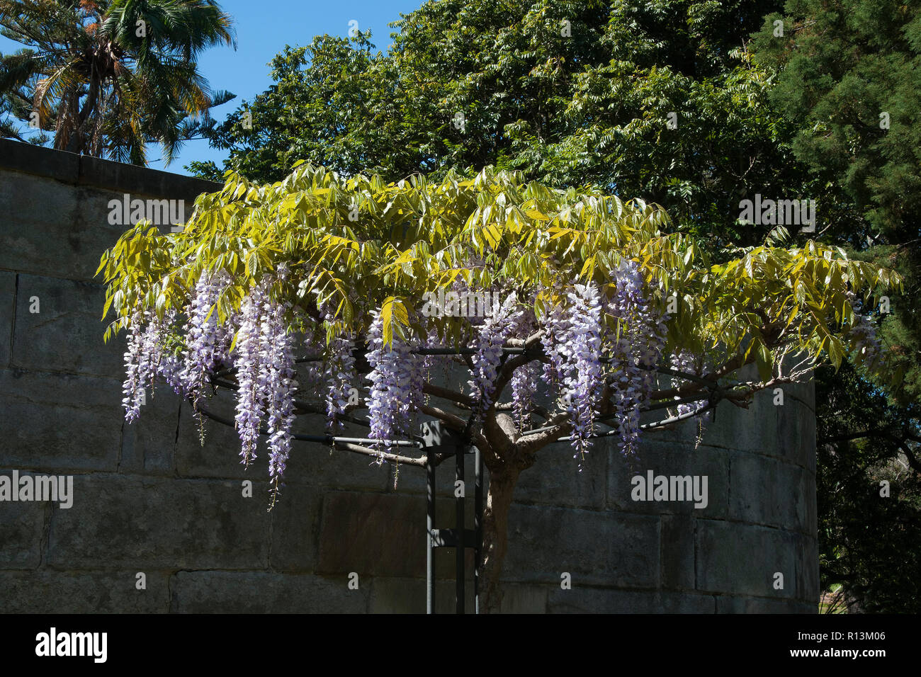 Sydney Australia, flowering Wisteria trellis wheel in garden in
