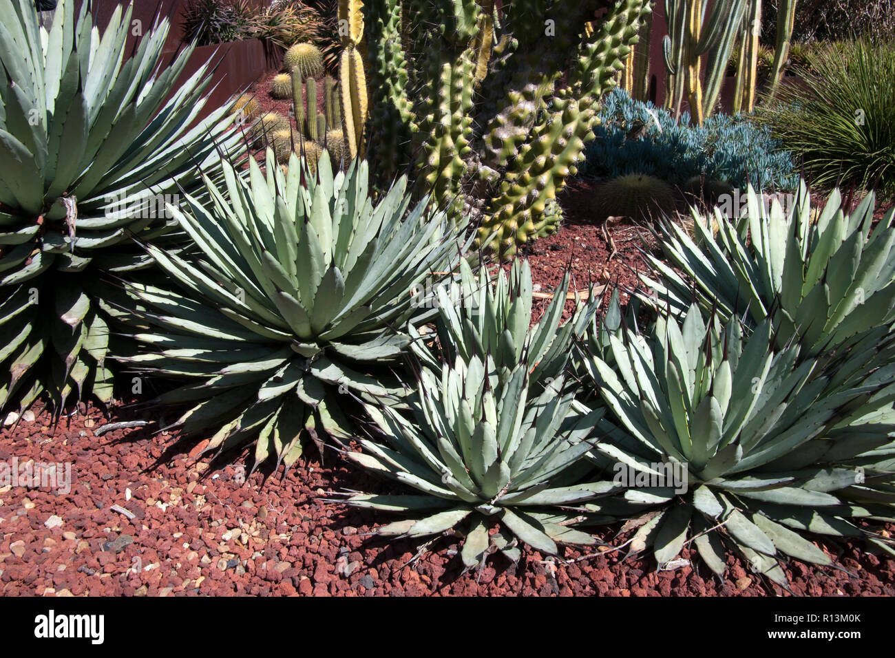 Sydney Australia, blue emperor agave plants in cactus garden Stock