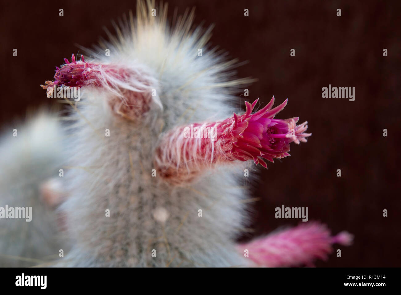 Sydney Australia, silver torch cactus stalk with flowers Stock Photo