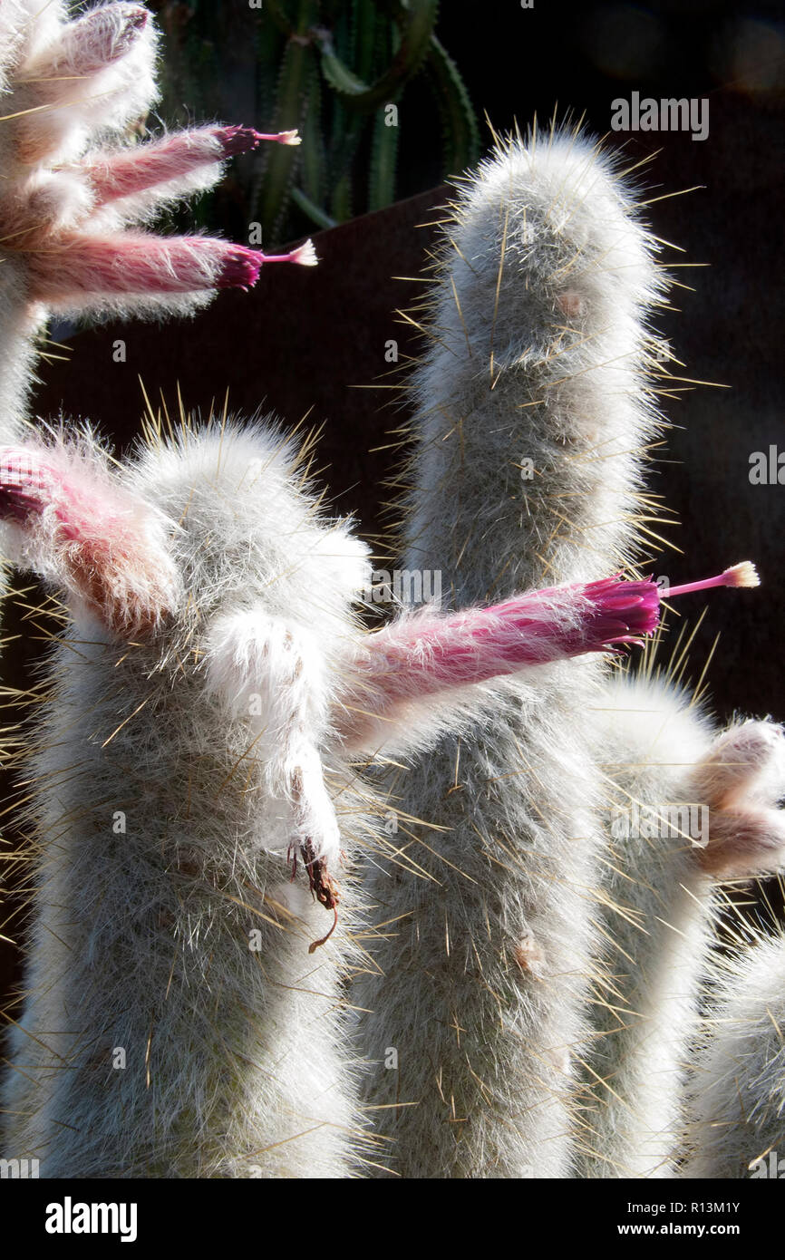 Sydney Australia, silver torch cactus stalk with pink flowers in afternoon sunlight Stock Photo