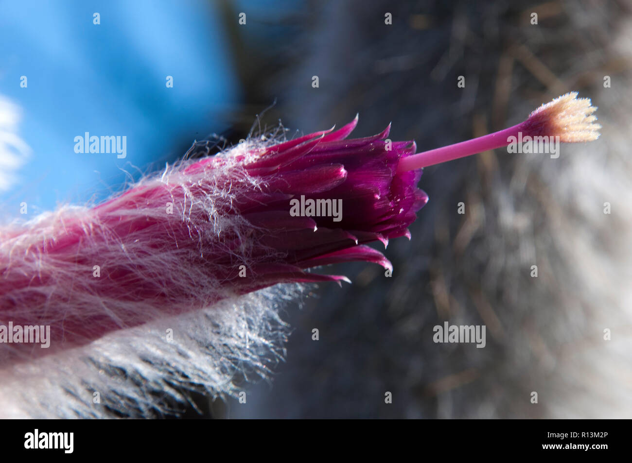 Sydney Australia, close-up of magenta coloured flower of silver torch cactus Stock Photo