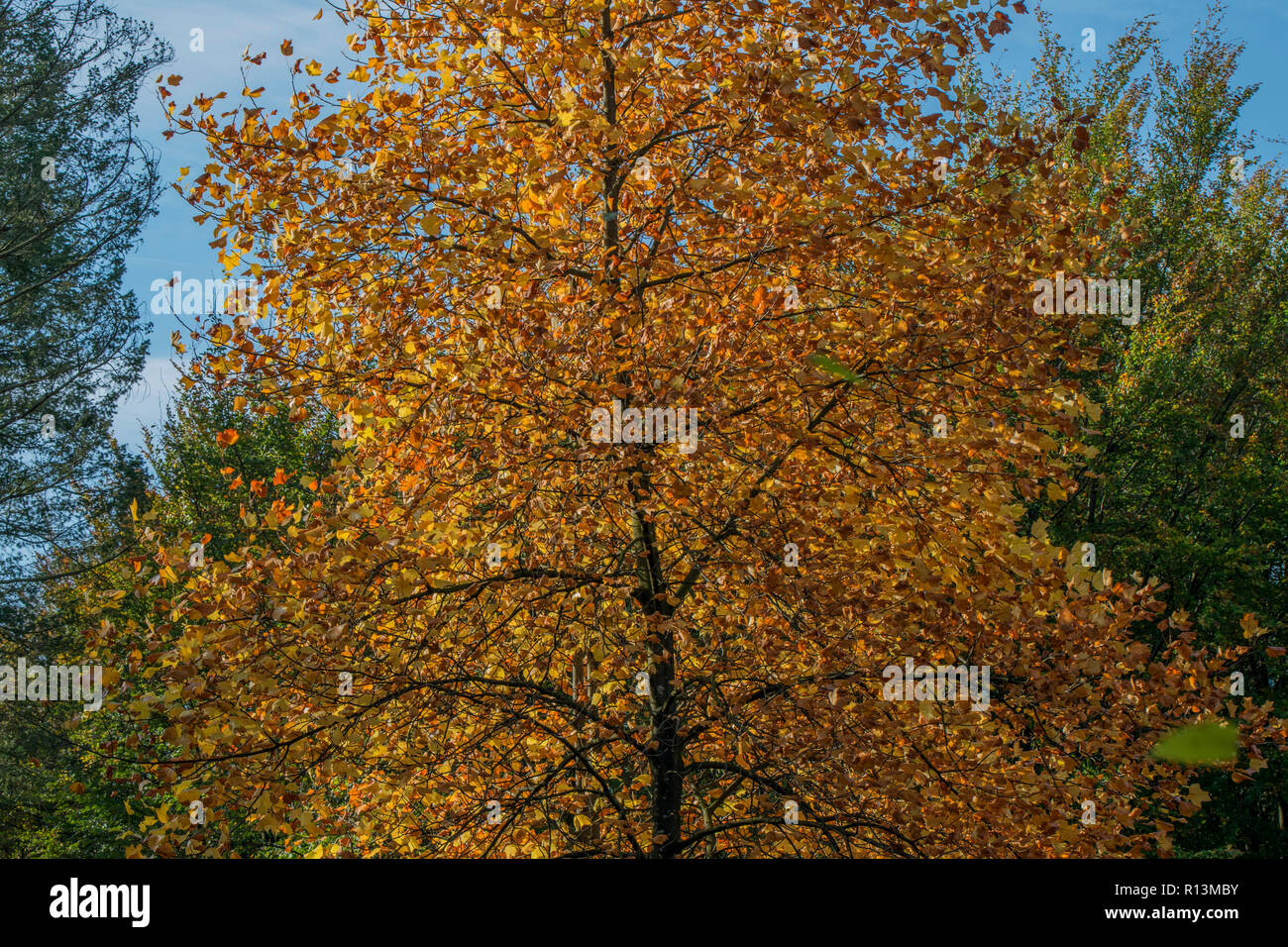 Close up Of Autumn Leaves Stock Photo - Alamy