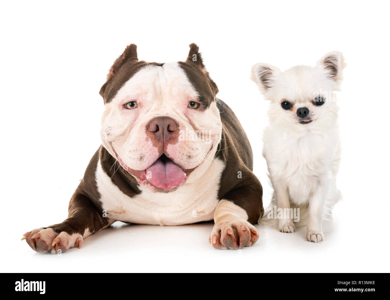 male american bully and chihuahua in front of white background Stock ...